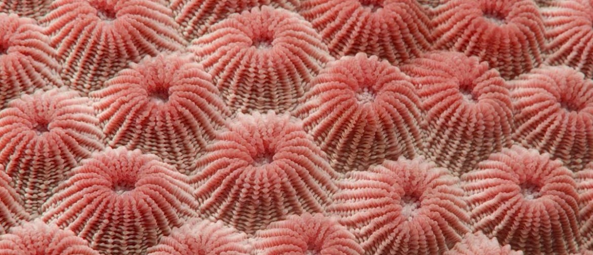 Living Coral 2019 Living Coral 2019